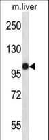 Polyclonal Rabbit anti-Mouse MASTL / GW Antibody (aa561-589, WB)