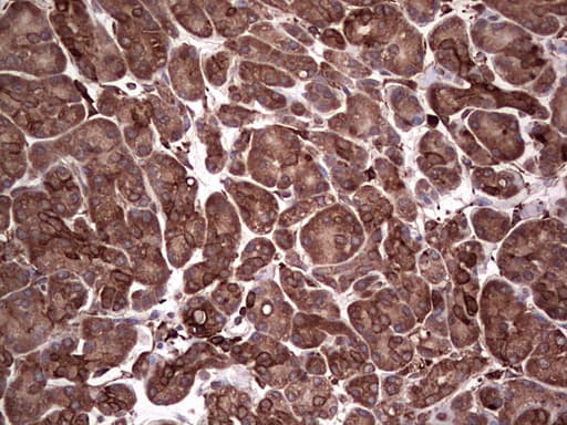 PKM2 Antibody (clone 1G10)