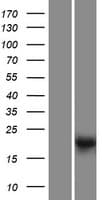 LRTOMT Protein (Over-Expression Lysate Myc-DDK (Flag))