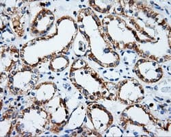 PSMC3 Antibody (clone OTI10D12)