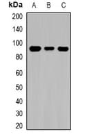 TGM1 / Transglutaminase Antibody
