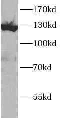 VCL / Vinculin Antibody