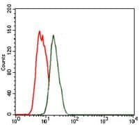 NKX2-2 Antibody (clone 30000)