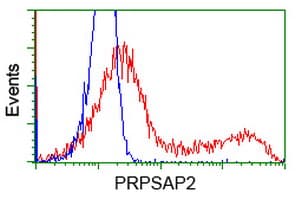 PRPSAP2 Antibody (clone OTI1E3, Carrier-free)