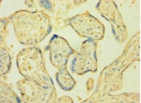 CYPOR / POR Antibody