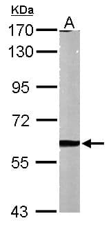 MMP2 Antibody (aa193-575)