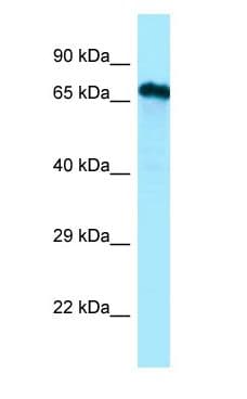 Cdc14 / CDC14A Antibody (aa384-433)
