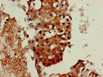 Polyclonal Rabbit anti-Human Neuroserpin Antibody (IHC)