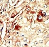 WEE1 Antibody (aa144-173)