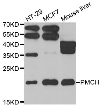 PMCH / MCH Antibody