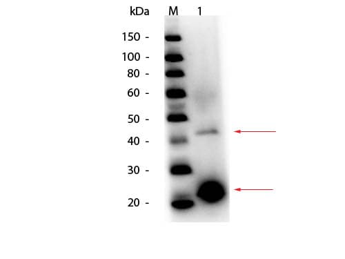 Polyclonal Rabbit anti-Potato Acid Phosphatase Antibody (Lyophilized, HRP, IHC, WB)