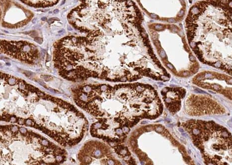 CETN1 Antibody