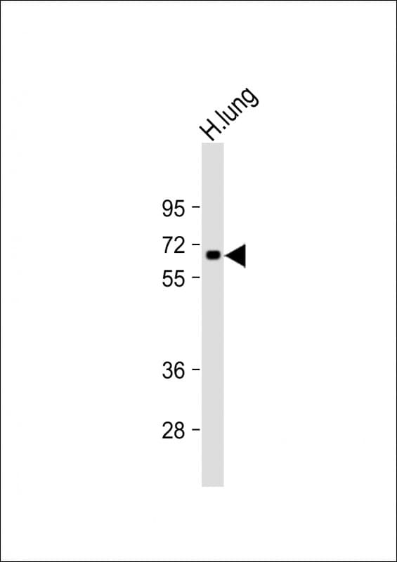 CSRNP1 / AXUD1 Antibody (C-Terminus)