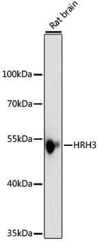 HRH3 / Histamine 3 Receptor Antibody