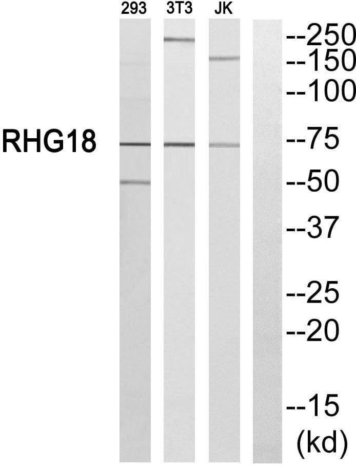 ARHGAP18 Antibody
