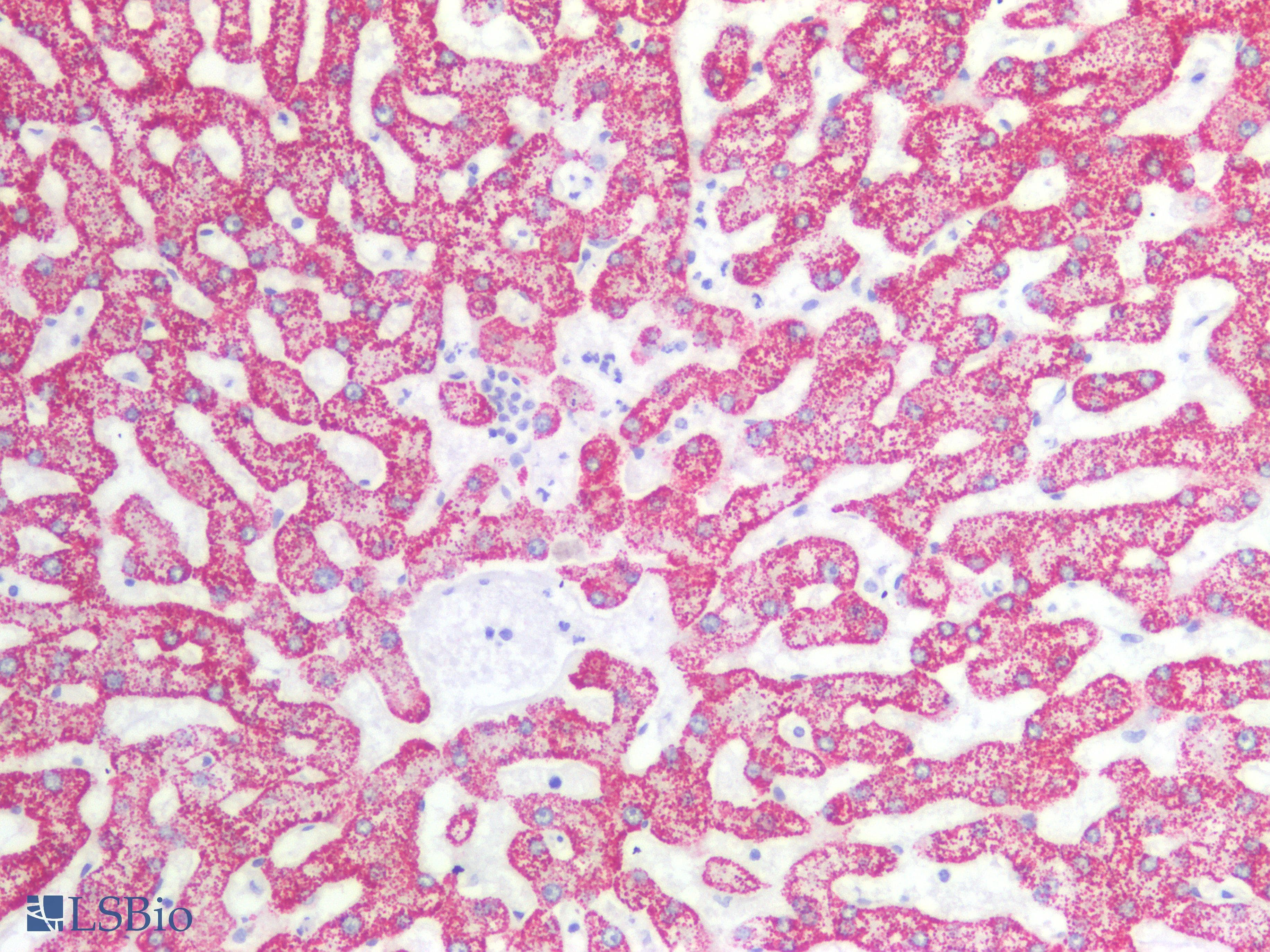 PathPlus™ Hepatocyte Specific Antigen Antibody (clone HepPar1)