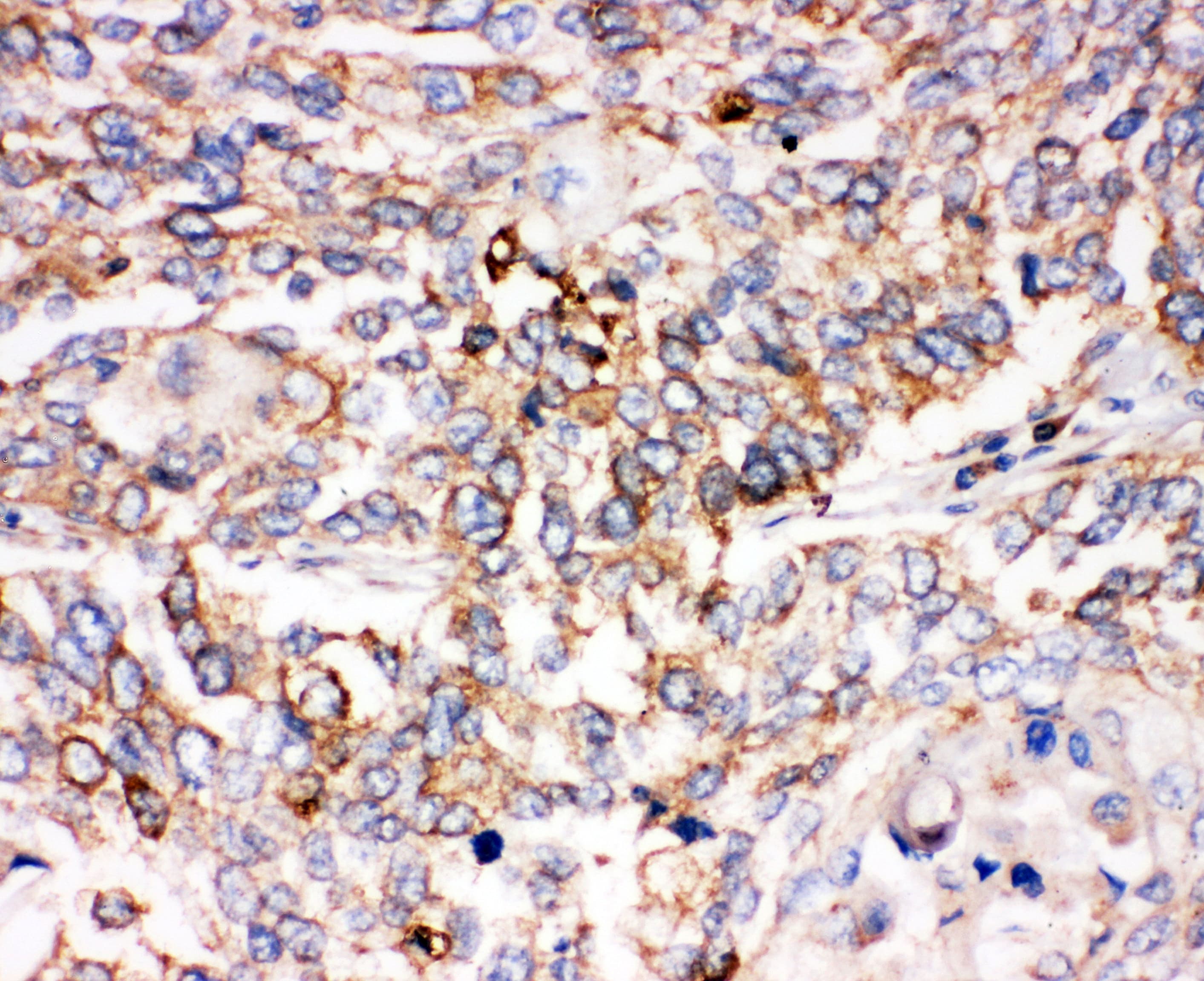 SMAD1 Antibody (aa253-267)