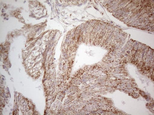 Monoclonal Mouse anti-Human ANGPTL8 / Betatrophin Antibody (clone OTI1B12, Carrier-free, aa22-198, IHC, WB)