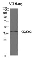 CD300C Antibody