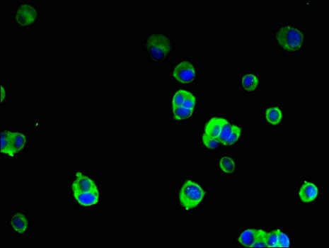 SRGAP2B Antibody