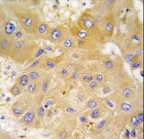 LAP3 Antibody (aa89-119)