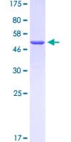 Human PRH1 Protein (Recombinant GST)