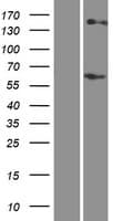 RHCE / RH Protein (Over-Expression Lysate Myc-DDK (Flag))
