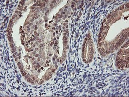 CYP2A6 Antibody (clone OTI1D2)