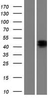 NPTX1 Protein (Over-Expression Lysate Myc-DDK (Flag))