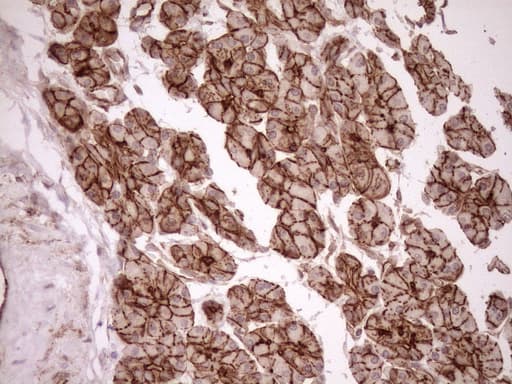 EPLIN Antibody (aa1-275, clone OTI8F7, Carrier-free)