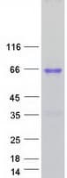 Human HMG2L1 / HMGXB4 Protein (Recombinant Myc-DDK (Flag))