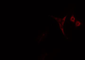 EIF4B Antibody