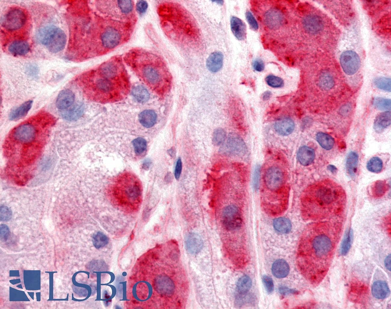 IHC-plus™ DPP2 / DPP7 Antibody (Extracellular Domain)