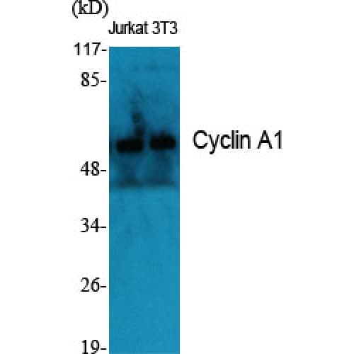 CCNA1 / Cyclin A1 Antibody (380-460 aa, C-terminal)