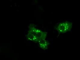 MCL1 / MCL 1 Antibody (clone OTI3B4)