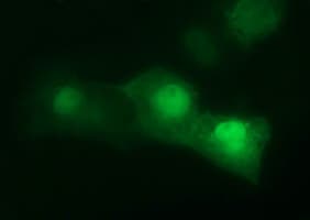 CDC123 Antibody (clone OTI5C7)