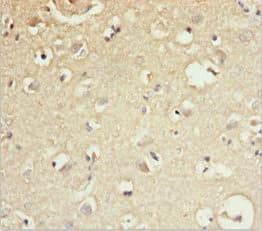 GAS2L1 Antibody