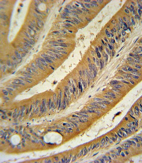 WNT10B Antibody (aa193-222)