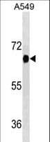 DYRK2 Antibody (aa105-135)