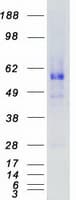 Human AMHR2 / MISRII Protein (Recombinant Myc-DDK (Flag))