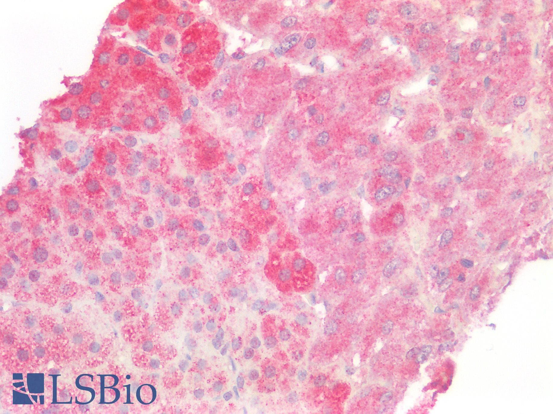 PathPlus™ Polyclonal Rabbit anti-Human CD95 / FAS Antibody (C-Terminus, IHC, WB)