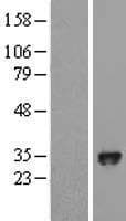 EGLN3 / PHD3 Protein (Over-Expression Lysate Myc-DDK (Flag))