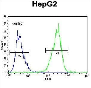 IHC-plus™ GLRX3 / Glutaredoxin 3 Antibody (aa81-110)