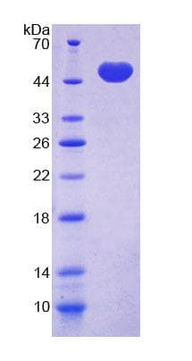 Mouse NR1H2 / LXR Beta Protein (Recombinant His-T7, N-terminus)