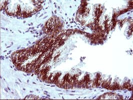 EPCAM Antibody (clone OTI1H9)