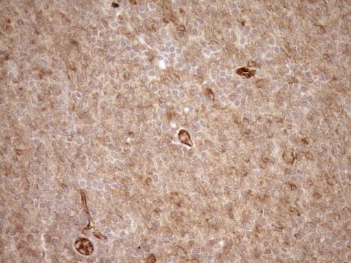 EPLIN Antibody (aa1-275, clone OTI1A3)