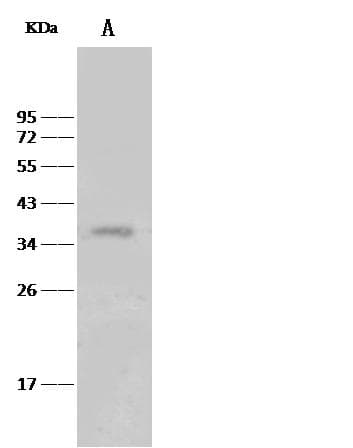 MED4 Antibody (Preservative Free)