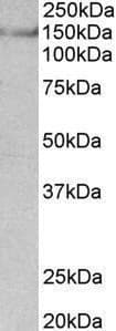 SYNGAP Antibody (aa1169-1183)
