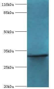 KIAA1191 Antibody (aa32-305)