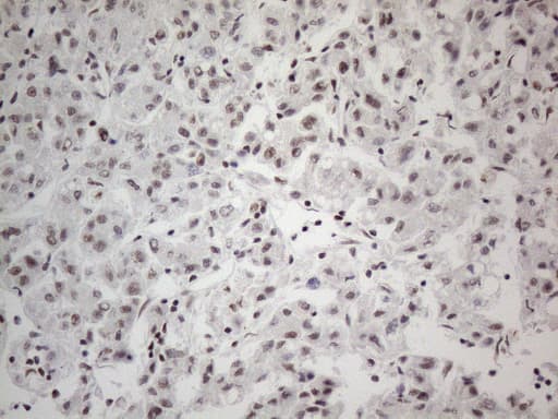 Monoclonal Mouse anti-Human CWC27 Antibody (clone OTI4C8, aa145-472, IHC, WB)